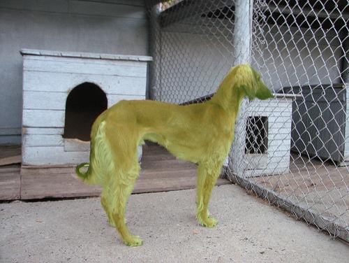 1768030822 n02091831 573