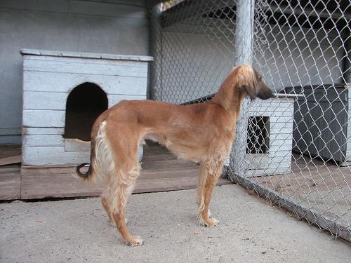 1768030838 n02091831 573